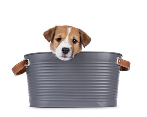 Cute Jack Russell dog puppy, sitting in gray metal tub. Looking over edge straight to camera....