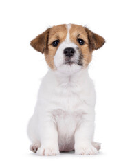 Cute Jack Russell dog puppy, sitting  up facing front. Looking straight to camera. Isolated on a...