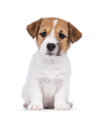Cute Jack Russell dog puppy, sitting  up facing front. Looking straight to camera. Isolated on a...