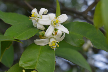 Blossoming orange tree flowers, orange blossoms, Spring harvest, closeup of Orange tree branches with flowers and leaves, buds and leaves, white little flower closeup, Chakwal, Punjab, Pakistan