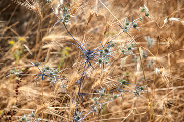 Fototapeta premium Bright spiky Eryngium campestre thistles among golden wild wheat by the seashore, closeup as natural beackground