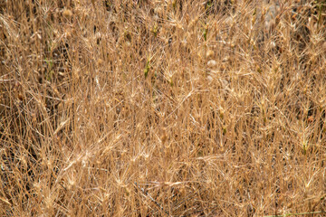 Full frame of golden, dry wild wheat creating a warm, natural background texture