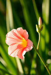 Künstlerische Makroaufnahme einer rosa Blüte mit Tropfen