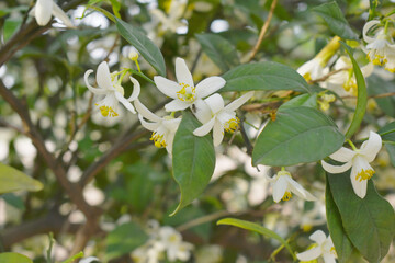 Blossoming orange tree flowers, orange blossoms, Spring harvest, closeup of Orange tree branches...