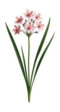 Flowering rush with pink star-shaped flowers and long, narrow leaves