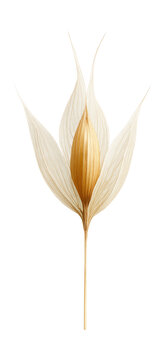 Oat floret with papery, translucent glumes and visible lemma