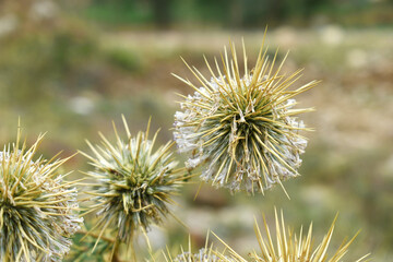 Echinops sphaerocephalus, Echinops sphaerocephalus known as Great Globe Thistle or Pale Globe Thistle, A summer plant in the wild in a meadow, Wild flower with thorns and spines bloomed