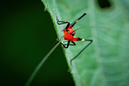Macro Photograph of Conocephalus melanus Nymph &ndash; Bright Red Cone-Headed Katydid Juvenile Insect with Long Antennae on Green Leaf in Natural Tropical Habitat
