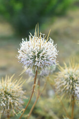 Echinops sphaerocephalus, Echinops sphaerocephalus known as Great Globe Thistle or Pale Globe Thistle, A summer plant in the wild in a meadow, Wild flower with thorns and spines bloomed