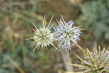 Echinops sphaerocephalus, Echinops sphaerocephalus known as Great Globe Thistle or Pale Globe Thistle, A summer plant in the wild in a meadow, Wild flower with thorns and spines bloomed