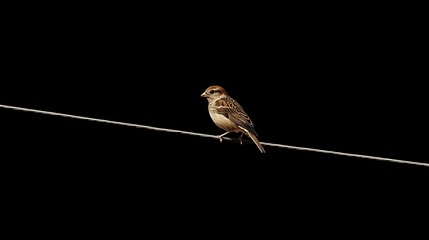A bird perched on a single line representing a wire highly detailed with sharp focus - generated AI