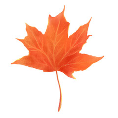 A vibrant hand painted maple leaf in red and orange tones, visible texture. Good for autumn themed designs greeting card, seasonal pattern, educational visual. Isolated on white background.

