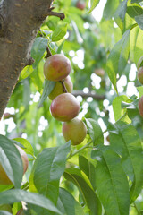 Fresh young unripe nectarine fruits on a tree branch with leaves closeup, A bunch of unripe...