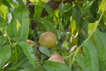 Fresh young unripe nectarine fruits on a tree branch with leaves closeup, A bunch of unripe...