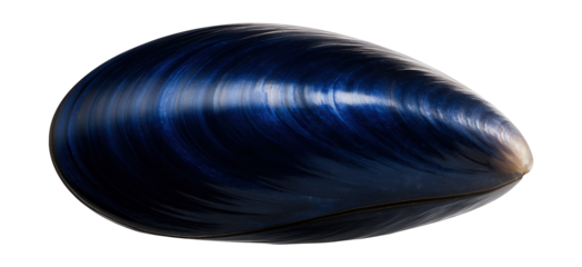 Blue mussel shell showing smooth, iridescent blue-black exterior and rounded edges