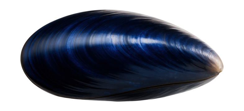 Blue mussel shell showing smooth, iridescent blue-black exterior and rounded edges