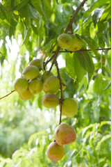 Fresh young unripe nectarine fruits on a tree branch with leaves closeup, A bunch of unripe nectarine on a branch, beautiful delicious fruit nectarine on the tree, nectarine fruits growing on a tree