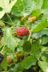 Natural food - fresh unripe blackberries in a garden. Bunch of unripe blackberry fruit, Rubus...