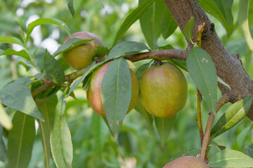 Fresh young unripe nectarine fruits on a tree branch with leaves closeup, A bunch of unripe...