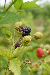 Natural food - fresh ripe and unripe blackberries in a garden. Bunch of ripe and unripe blackberry fruit on branch with green leaves on a farm. Close-up, blurred background. Chakwal, Punjab, Pakistan