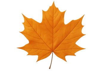 Fototapeta premium Vibrant orange maple leaf revealing intricate veins and autumn details, floating against transparent backdrop for seasonal graphic design