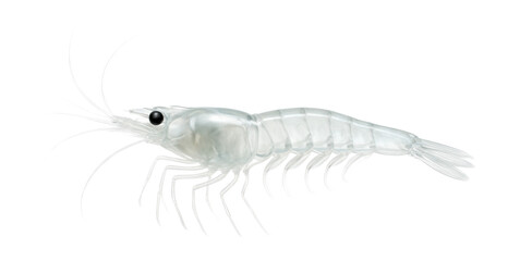 Ghost shrimp with nearly transparent exoskeleton and long, slender form