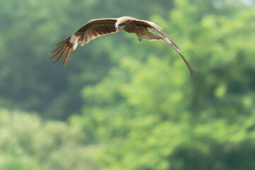 Black kite is flying