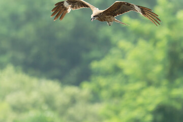 Bird of Prey Gliding in the Sky