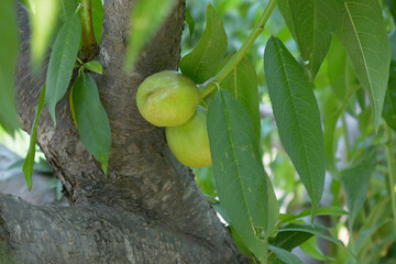 Fresh young unripe nectarine fruits on a tree branch with leaves closeup, A bunch of unripe...