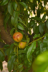 Fresh young unripe nectarine fruits on a tree branch with leaves closeup, A bunch of unripe...