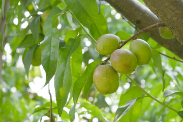 Fresh young unripe nectarine fruits on a tree branch with leaves closeup, A bunch of unripe...