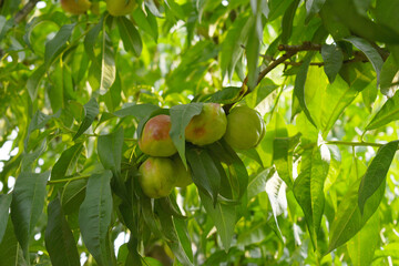 Fresh young unripe nectarine fruits on a tree branch with leaves closeup, A bunch of unripe...