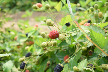 Natural food - fresh unripe blackberries in a garden. Bunch of unripe blackberry fruit, Rubus fruticosus - on branch with green leaves on a farm. Closeup, blurred background. Chakwal, Punjab, Pakistan