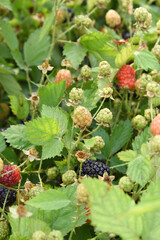 Natural food - fresh unripe blackberries in a garden. Bunch of unripe blackberry fruit, Rubus...
