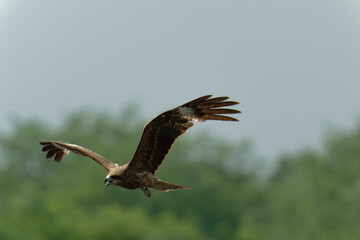 Bird of Prey Gliding in the Sky