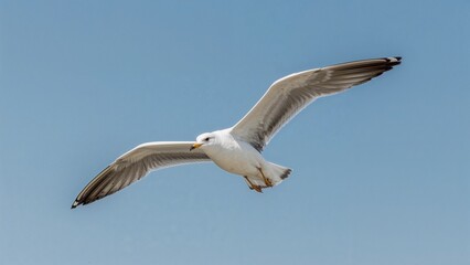 Seagull soaring gracefully under clear blue sky