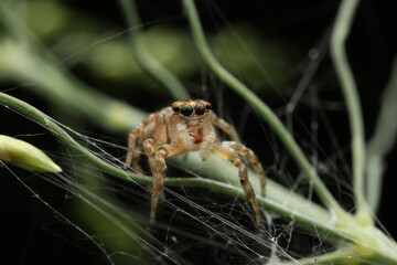 A close-up photograph a jumping spider, Plexippus paykulli, perched on its silk thread and nearby vegetation.Spider is characterized by its large, forward-facing eyes arranged in a distinctive pattern