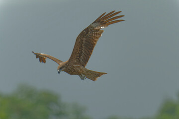 Black kite is flying