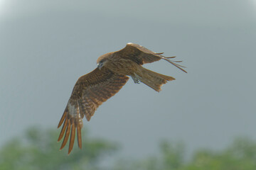 Black kite is flying