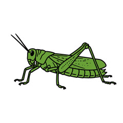 A vibrant grasshopper drawing rendered in a simple style is ideal for ecology designs, biology projects, or whimsical branding assets.