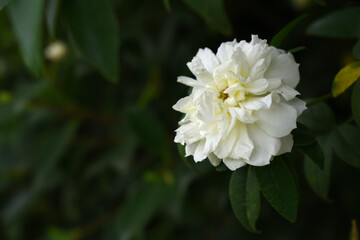 Rosa great maiden's blush white flower, Spring Flowering white Flower Heads on an Old English Rose (Rosa 'Great Maiden's Blush) with leaves, white double Alba rose Maiden's Blush flowers in a garden