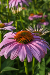 Purple coneflower Echinacea purpurea in a Cretan garden, rich in beneficial compounds