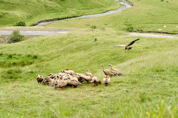 Wake of vultures feeding in a meadow next to a roadside