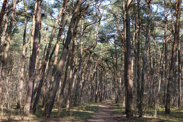 Path through pine forest with tall leaning trees and dry undergrowth in natural woodland. Scenic woodland trail in sunlight