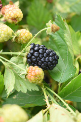 Natural food - fresh ripe blackberries in a garden. Bunch of ripe blackberry fruit - Rubus...