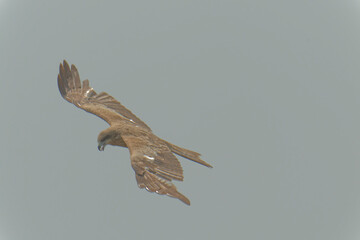 Bird of Prey Gliding in the Sky
