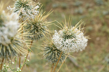 Echinops sphaerocephalus, Echinops sphaerocephalus known as Great Globe Thistle or Pale Globe Thistle, A summer plant in the wild in a meadow, Wild flower with thorns and spines bloomed