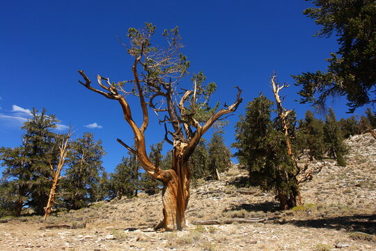 Great Basin bristlecone pine found in the higher mountains of California in Schulman Grove Inyo natural forest