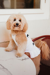 Cute, cheerful, ginger Cavapoo or Cockapoo dog sitting at the table. A hybrid breed of Cocker...