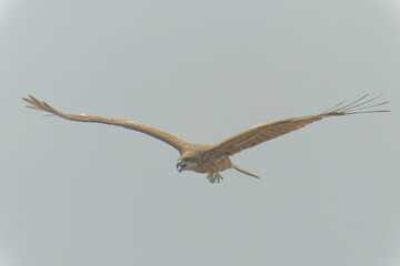 Black kite is flying